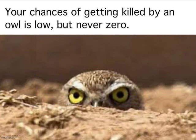 owl meme | image tagged in owl,bird,birb,owl memes | made w/ Imgflip meme maker