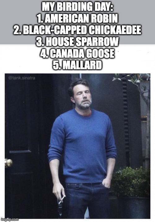 Ben affleck smoking | MY BIRDING DAY:
1. AMERICAN ROBIN
2. BLACK-CAPPED CHICKAEDEE
3. HOUSE SPARROW
4. CANADA GOOSE
5. MALLARD | image tagged in ben affleck smoking | made w/ Imgflip meme maker