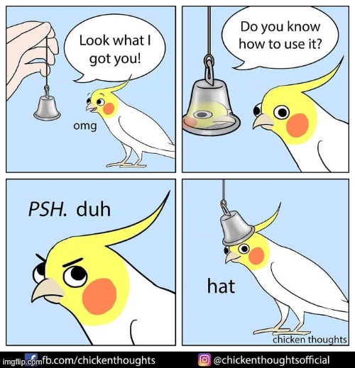 Birb comic: hat | image tagged in birb,comics | made w/ Imgflip meme maker