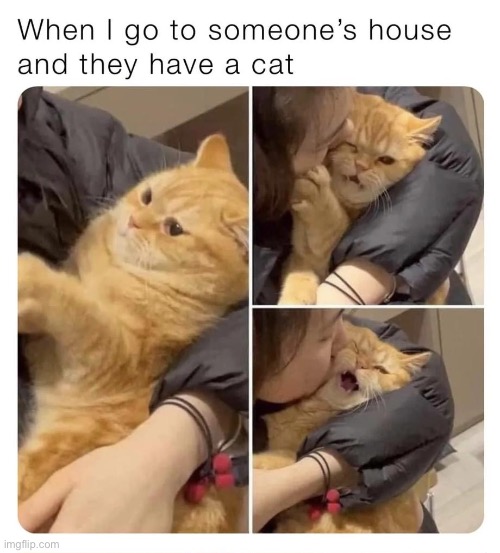 image tagged in memes,funny,wholesome | made w/ Imgflip meme maker