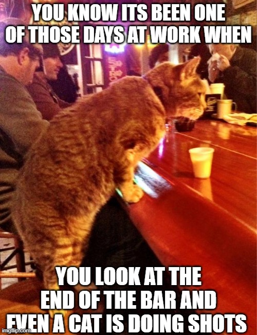 cat bar drinking | YOU KNOW ITS BEEN ONE OF THOSE DAYS AT WORK WHEN; YOU LOOK AT THE END OF THE BAR AND EVEN A CAT IS DOING SHOTS | image tagged in cat bar drinking | made w/ Imgflip meme maker