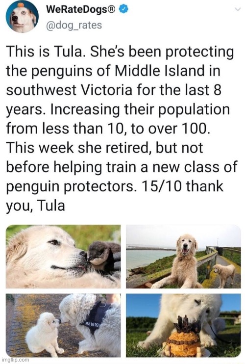 image tagged in memes,funny,wholesome | made w/ Imgflip meme maker