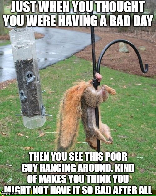 When life has you by the balls | JUST WHEN YOU THOUGHT YOU WERE HAVING A BAD DAY; THEN YOU SEE THIS POOR GUY HANGING AROUND. KIND OF MAKES YOU THINK YOU MIGHT NOT HAVE IT SO BAD AFTER ALL | image tagged in bad day,animal memes,squirrels,hanging out,life sucks,ouch | made w/ Imgflip meme maker
