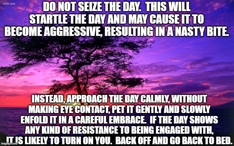 Don't Seize the Day! | DO NOT SEIZE THE DAY.  THIS WILL STARTLE THE DAY AND MAY CAUSE IT TO BECOME AGGRESSIVE, RESULTING IN A NASTY BITE. INSTEAD, APPROACH THE DAY CALMLY, WITHOUT MAKING EYE CONTACT, PET IT GENTLY AND SLOWLY ENFOLD IT IN A CAREFUL EMBRACE.  IF THE DAY SHOWS ANY KIND OF RESISTANCE TO BEING ENGAGED WITH, IT IS LIKELY TO TURN ON YOU.  BACK OFF AND GO BACK TO BED. | image tagged in sunrise purple beauty,carpe diem | made w/ Imgflip meme maker