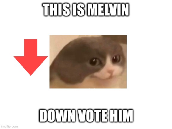 Blank White Template | THIS IS MELVIN; DOWN VOTE HIM | image tagged in blank white template | made w/ Imgflip meme maker