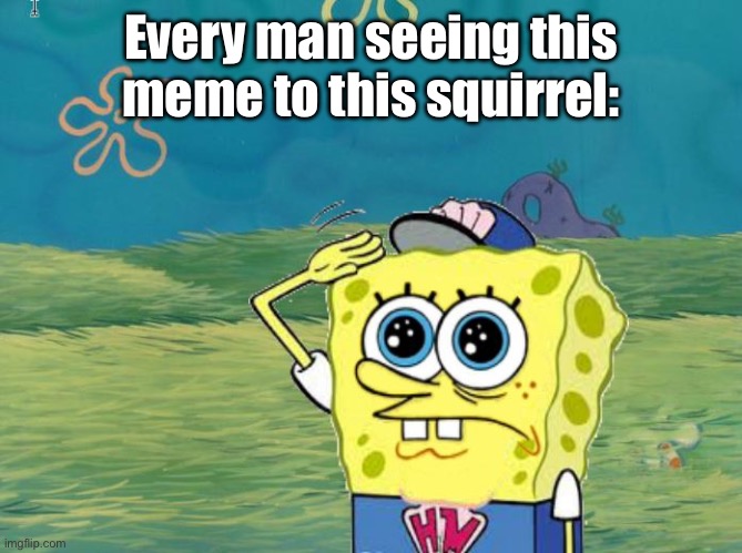 Spongebob salute | Every man seeing this meme to this squirrel: | image tagged in spongebob salute | made w/ Imgflip meme maker