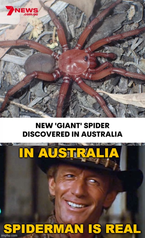 image tagged in australia,crocodile dundee,funny,animals | made w/ Imgflip meme maker