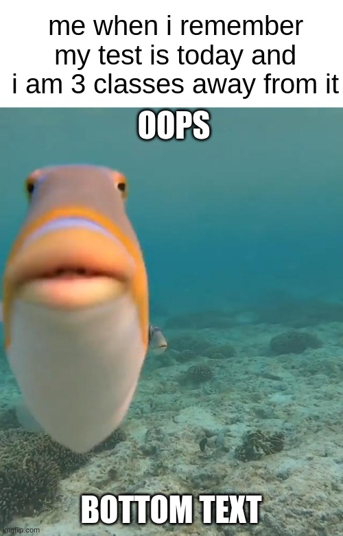 staring fish | OOPS BOTTOM TEXT me when i remember my test is today and i am 3 classes away from it | image tagged in staring fish | made w/ Imgflip meme maker