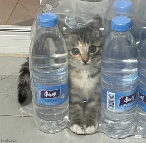 Cat in the bottle | image tagged in cats,aww,cute,memes | made w/ Imgflip meme maker