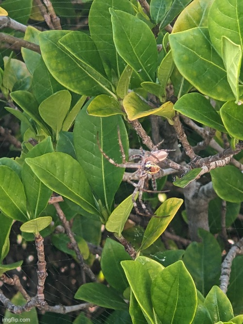 I saw a spider moulting this morning (it's rare to see) | made w/ Imgflip meme maker