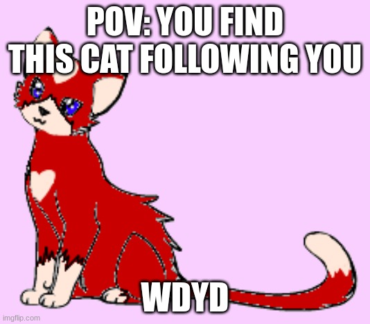 POV: YOU FIND THIS CAT FOLLOWING YOU; WDYD | made w/ Imgflip meme maker