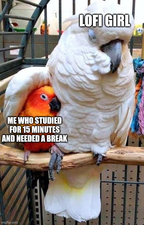 TRY 8 HOURS | LOFI GIRL; ME WHO STUDIED FOR 15 MINUTES AND NEEDED A BREAK | image tagged in big bird comforting small bird,lofi girl,music,studying,funny,school | made w/ Imgflip meme maker