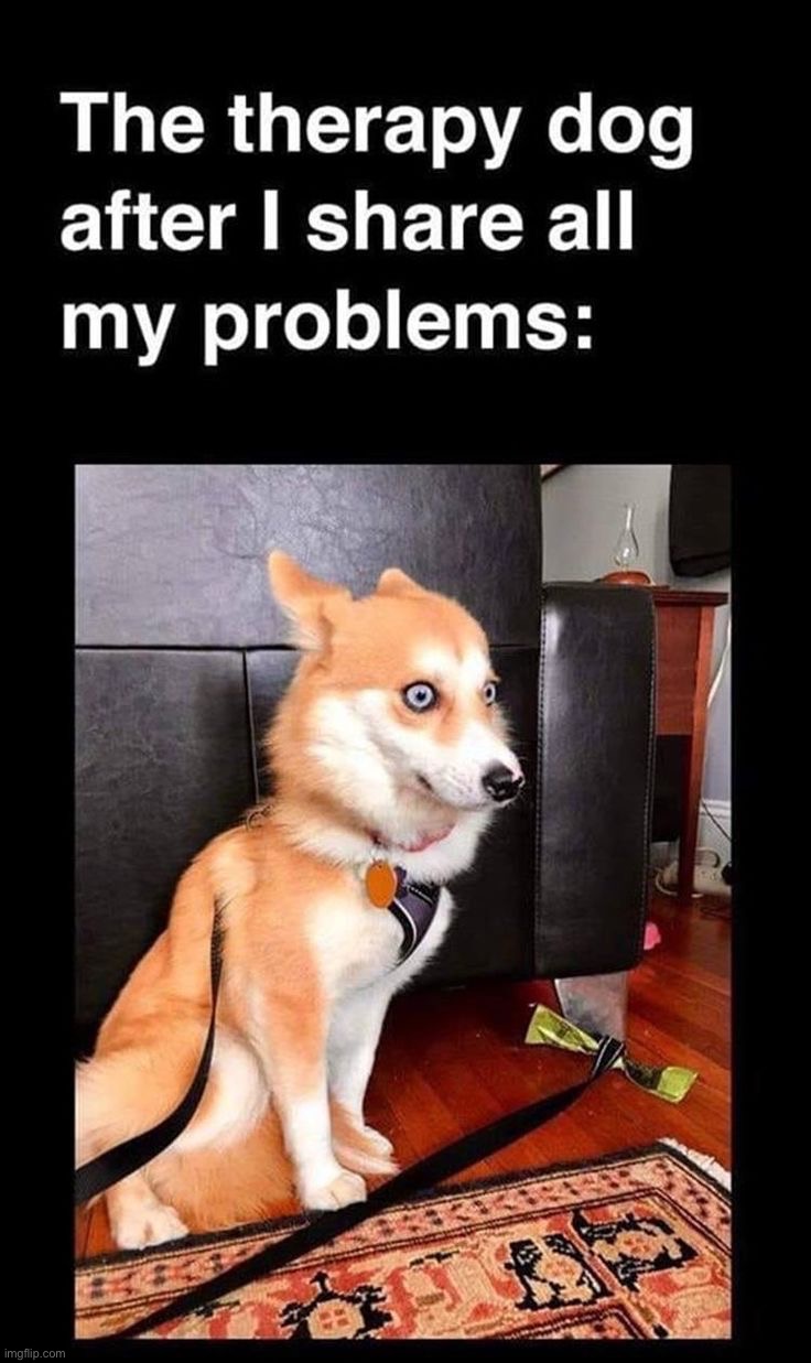 image tagged in memes,funny,dogs | made w/ Imgflip meme maker