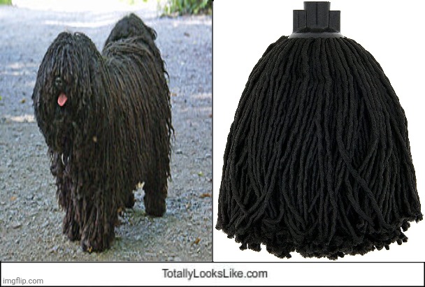 Puli dog looking like a mop | image tagged in totally looks like,mop,dogs,dog,memes,lookalike | made w/ Imgflip meme maker