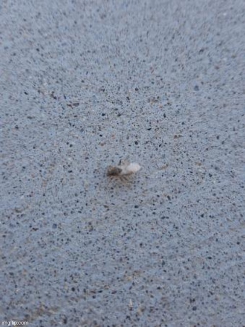 funky bug | made w/ Imgflip meme maker