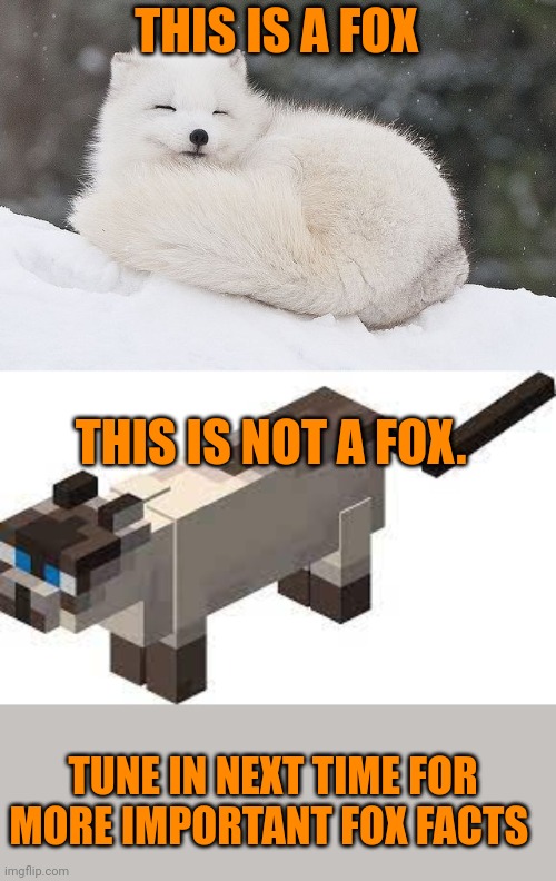 Fox facts | THIS IS A FOX; THIS IS NOT A FOX. TUNE IN NEXT TIME FOR MORE IMPORTANT FOX FACTS | image tagged in cute minecraft cat,fox,facts | made w/ Imgflip meme maker