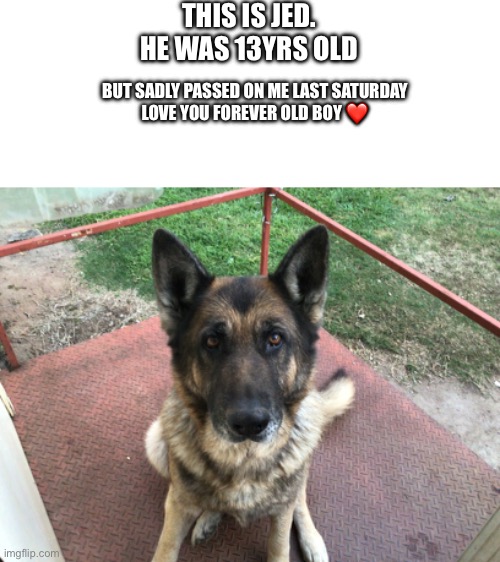 poor old jeddy dog | THIS IS JED.
HE WAS 13YRS OLD; BUT SADLY PASSED ON ME LAST SATURDAY
LOVE YOU FOREVER OLD BOY ❤️ | image tagged in dog,rip | made w/ Imgflip meme maker