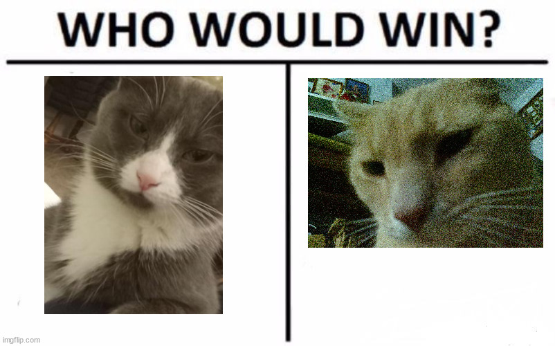 who would win | image tagged in memes,who would win,cats,funny,funny cats,cat | made w/ Imgflip meme maker