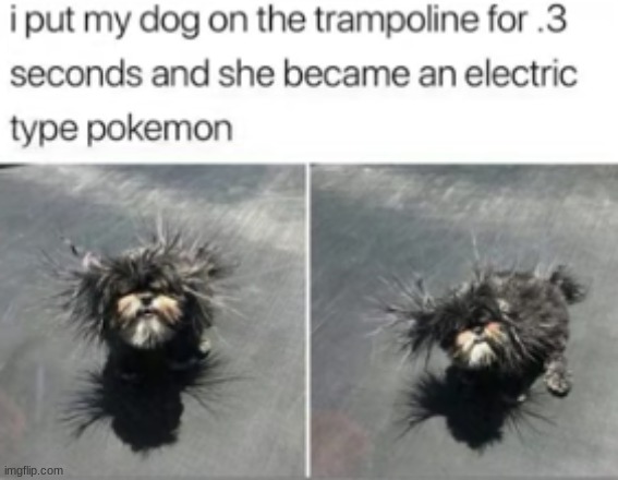 whos that pokemon? | image tagged in pokemon,dog,trampoline | made w/ Imgflip meme maker