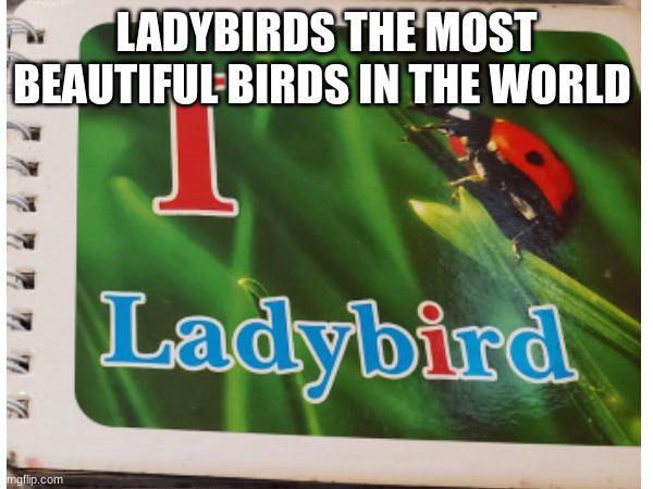 Ladybird | LADYBIRDS THE MOST BEAUTIFUL BIRDS IN THE WORLD | made w/ Imgflip meme maker