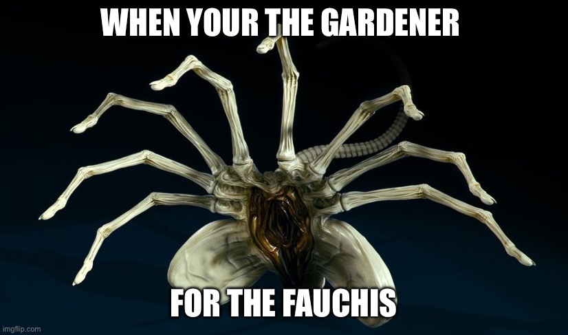 Facehugger - Alien | WHEN YOUR THE GARDENER; FOR THE FAUCHIS | image tagged in facehugger - alien | made w/ Imgflip meme maker