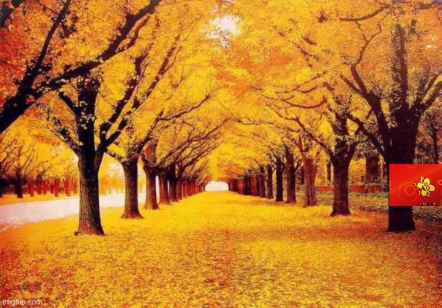 Autumn trees | image tagged in autumn trees | made w/ Imgflip meme maker