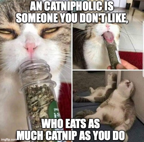 My cat is a junkie too | AN CATNIPHOLIC IS SOMEONE YOU DON'T LIKE, WHO EATS AS MUCH CATNIP AS YOU DO | image tagged in catnip,bender,drugs,drugs are bad,don't do drugs | made w/ Imgflip meme maker