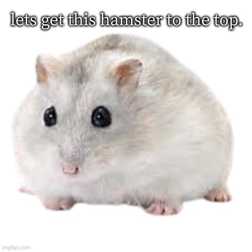 No reason lol | lets get this hamster to the top. | image tagged in hamster,dogs,cats,random,gaming,pets | made w/ Imgflip meme maker