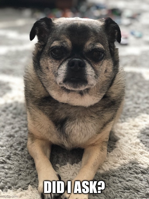 DID I ASK? | made w/ Imgflip meme maker