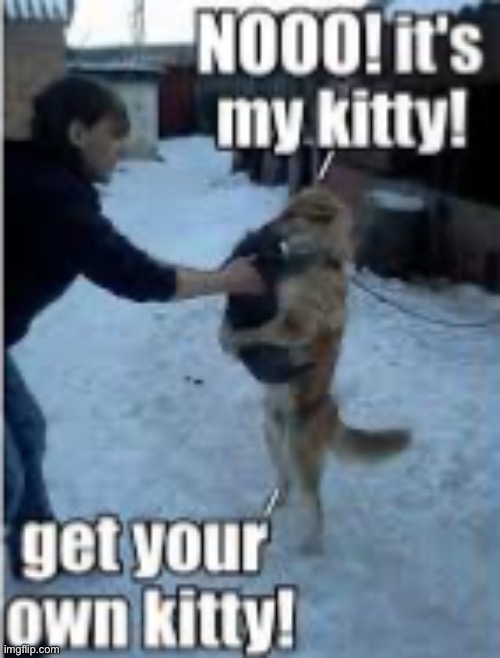 Dog and kittty | image tagged in dog | made w/ Imgflip meme maker