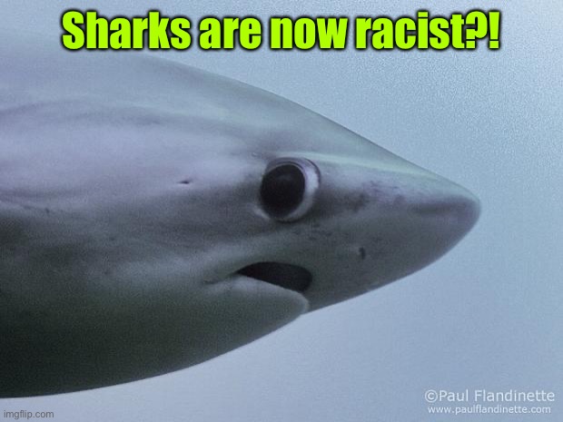 Awkward Shark | Sharks are now racist?! | image tagged in awkward shark | made w/ Imgflip meme maker