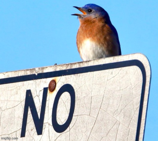 "no" bird | image tagged in no bird | made w/ Imgflip meme maker