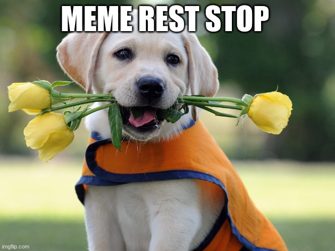 Cute dog | MEME REST STOP | image tagged in cute dog | made w/ Imgflip meme maker