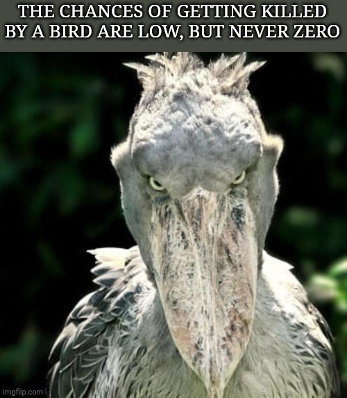 THE CHANCES OF GETTING KILLED BY A BIRD ARE LOW, BUT NEVER ZERO | made w/ Imgflip meme maker