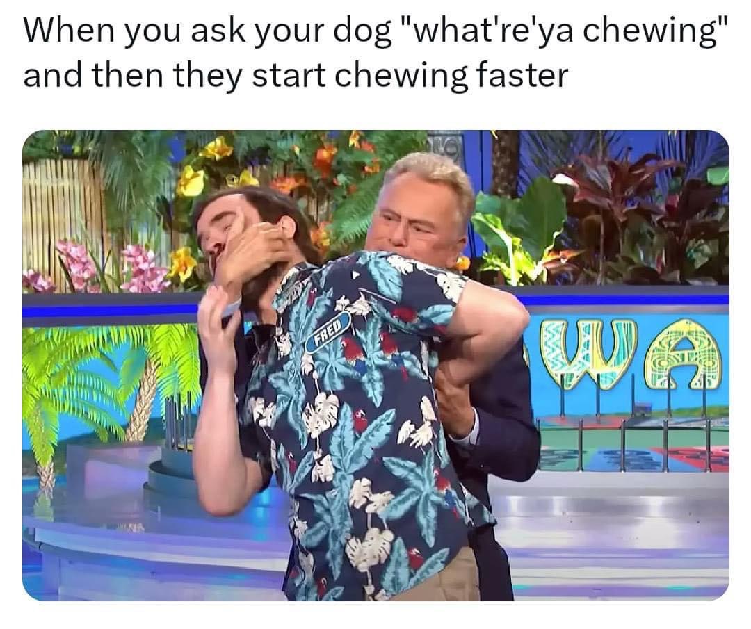 High Quality Funny dog meme Blank Meme Template