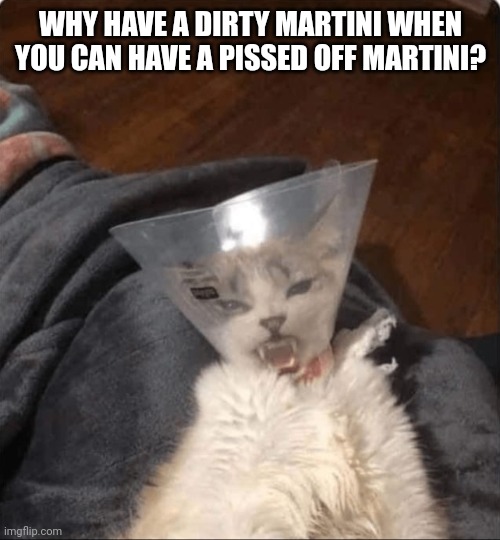 Pissed Off Martini | WHY HAVE A DIRTY MARTINI WHEN YOU CAN HAVE A PISSED OFF MARTINI? | image tagged in cats,cat,angry cat,martini | made w/ Imgflip meme maker