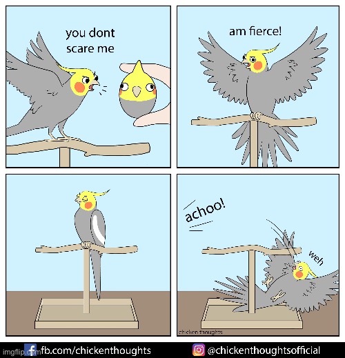 Birb comic: fierce | image tagged in birb,comics | made w/ Imgflip meme maker