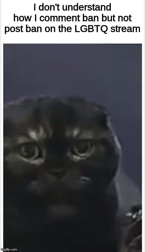 Debt Cat with Caption | I don't understand how I comment ban but not post ban on the LGBTQ stream | image tagged in debt cat with caption | made w/ Imgflip meme maker