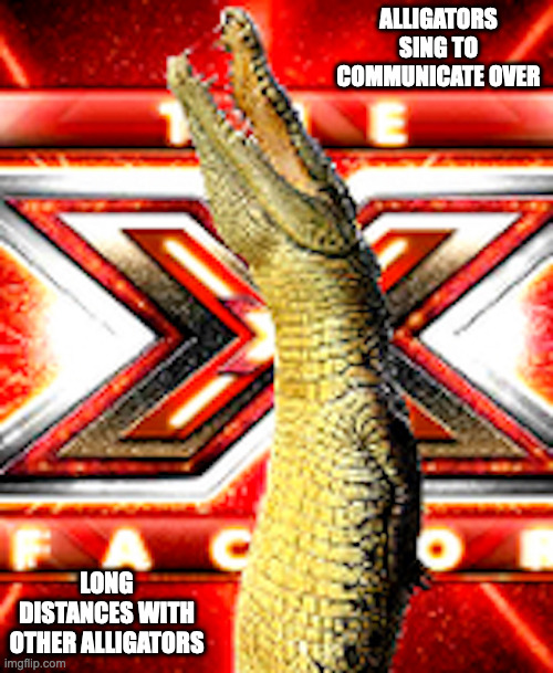 Singing Gator | ALLIGATORS SING TO COMMUNICATE OVER; LONG DISTANCES WITH OTHER ALLIGATORS | image tagged in alligator,memes | made w/ Imgflip meme maker