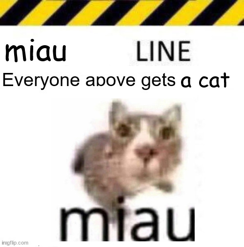 miau; a cat | made w/ Imgflip meme maker