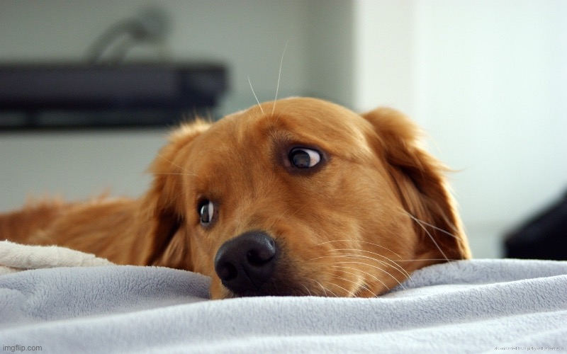 sad golden retriever dog | image tagged in sad golden retriever dog | made w/ Imgflip meme maker