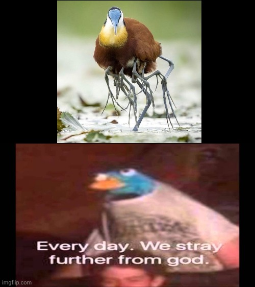 DOES THIS BIRD REALLY EXIST ? | image tagged in every day we stray further from god | made w/ Imgflip meme maker