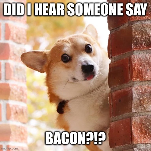 Bacon?! | DID I HEAR SOMEONE SAY; BACON?!? | image tagged in excited corgi | made w/ Imgflip meme maker