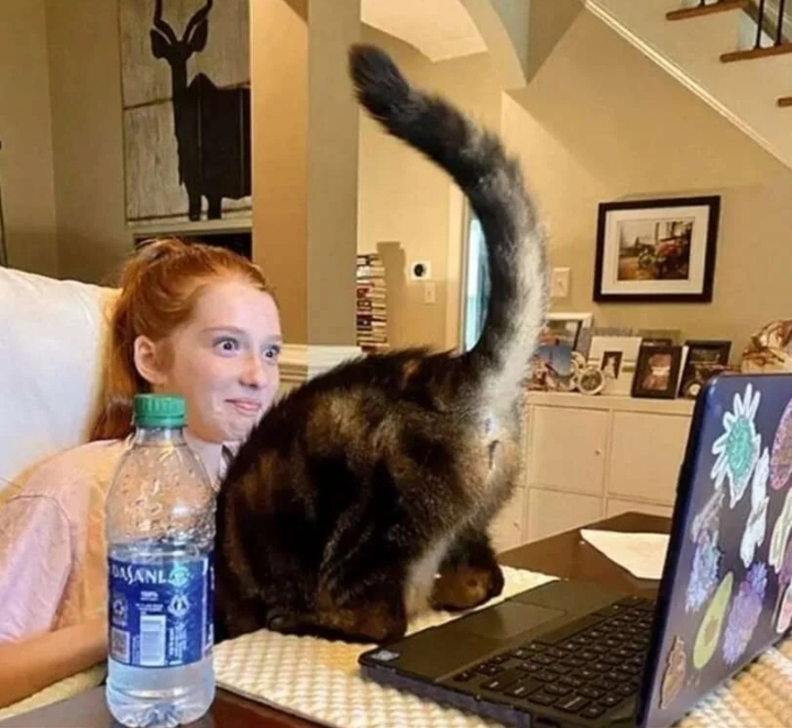 Cat ass zoom meeting Blank Meme Template