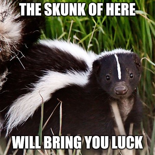 skunk | THE SKUNK OF HERE; WILL BRING YOU LUCK | image tagged in skunk | made w/ Imgflip meme maker