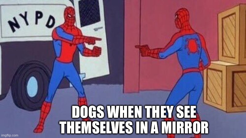 Dogs In A Mirror | DOGS WHEN THEY SEE THEMSELVES IN A MIRROR | image tagged in spiderman pointing at spiderman,dogs,mirror,seeing double,themselves | made w/ Imgflip meme maker