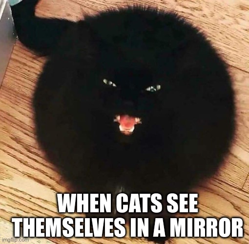 Cats See Themselves In A Mirror | WHEN CATS SEE THEMSELVES IN A MIRROR | image tagged in hissing cat,cats,mirror,angry,hissing | made w/ Imgflip meme maker