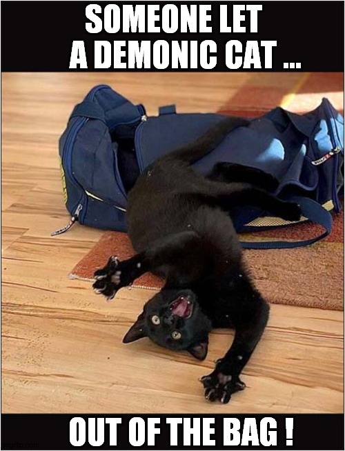 That Old Saying ... | SOMEONE LET
    A DEMONIC CAT ... OUT OF THE BAG ! | image tagged in cats,sayings,demonic,bag | made w/ Imgflip meme maker