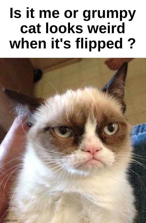 Facts | Is it me or grumpy cat looks weird when it's flipped ? | image tagged in memes,grumpy cat reverse,grumpy cat | made w/ Imgflip meme maker