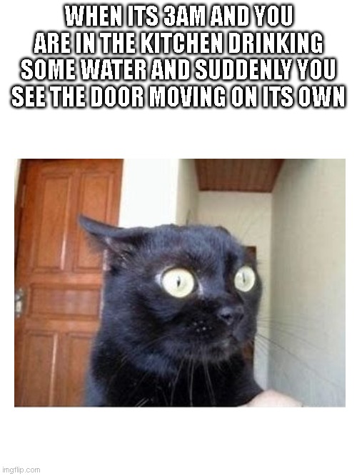Any last words? | WHEN ITS 3AM AND YOU ARE IN THE KITCHEN DRINKING SOME WATER AND SUDDENLY YOU SEE THE DOOR MOVING ON ITS OWN | image tagged in cat,door moving,3am,water,kitchen | made w/ Imgflip meme maker